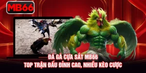 Đá Gà Cựa Sắt MB66 – Top Trận Đấu Đỉnh Cao, Nhiều Kèo Cược